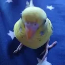 BirdFreak