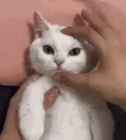 cat_mad cat_mad