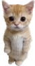 standing Discord emoji
