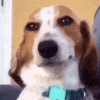 Susdog Discord Emoji