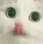 FL_Cat_Mlem