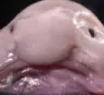 blobfish