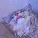 kitr_big_lick