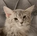 kitrannoyed