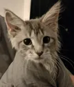 kitrblanket