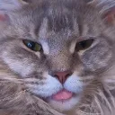 disrespectful_blep