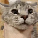 kitrgrabbed
