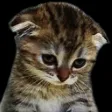 sadkitten