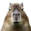 capybaraparty capybaraparty