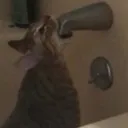 Catzoomcall1