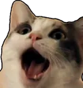 excitedcat