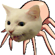 spidercat Discord emoji