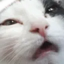 cathhhh