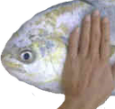 pat Discord emoji
