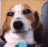 Dogsmiling Discord emoji