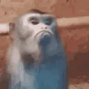 9703monkey