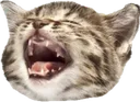 catblehkek