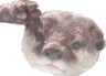 ottersalute