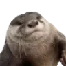 otterchonky