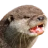 otterangry