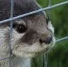 ottersad