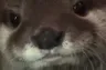 otterwhat3
