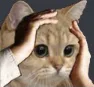catno