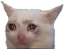 crycat Discord Emoji