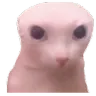 bingus bingus
