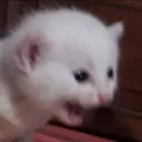 catscream