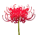 LycorisFlower1