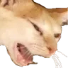 barf_cat Discord Emoji