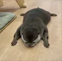 ottertired