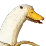 BananaDuck