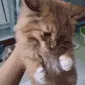 catyell