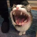 nom