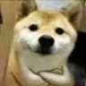 zzdogebacana Discord emoji