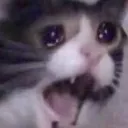 CryingCat