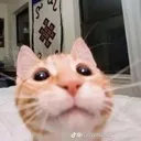 Catsmile Catsmile Discord Emoji