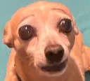 WTF