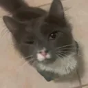 Ritascat Discord Emoji