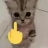 dedo_gato