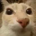 vas_wiggles