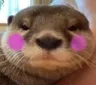 otterflushed2