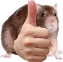 ratthumbsup