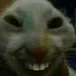 xdd xdd