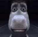 DonkeyStare