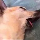 aninmaljustdead
