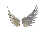 wings1