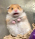 ratitaAsustada Discord emoji